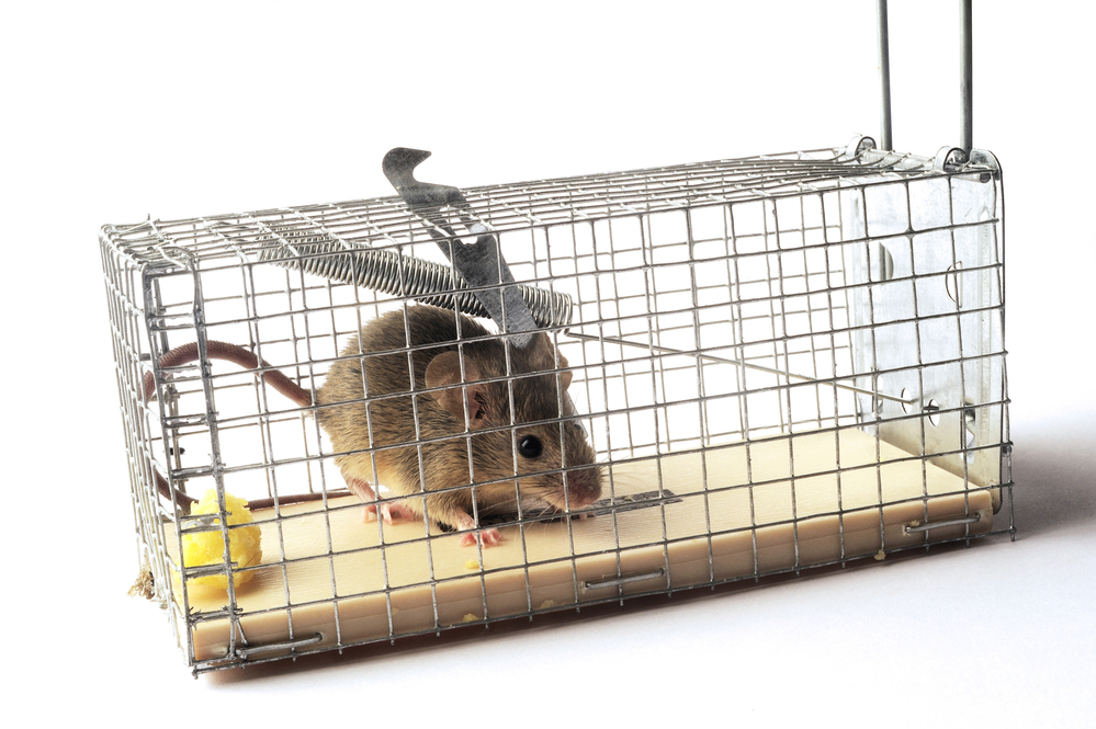 Muis in diervriendelijke muizenval